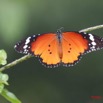 043 Lepidoptere Live Danaus chrisyppus IMG_1595wtmk.jpg