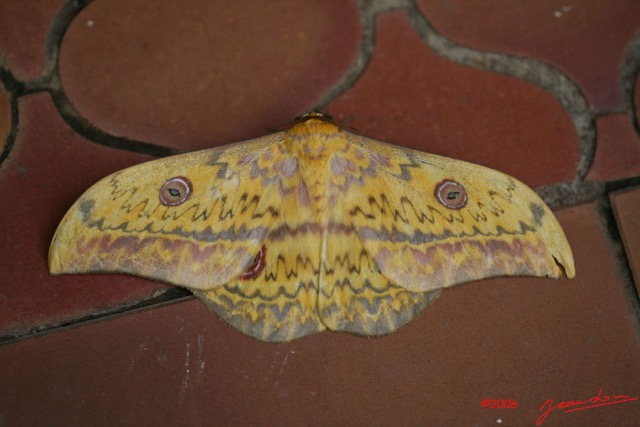 044 Moth Aurivilius triramis IMG_1513WTMK.jpg