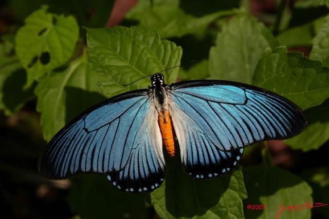 060 Lepidoptere Alive Papillio zalmoxis m IMG_4437WTMK.jpg