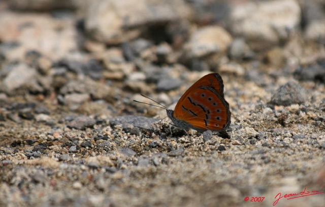 029 Lepidoptere SALLYA Amulia 7EIMG_1885wtmk.jpg