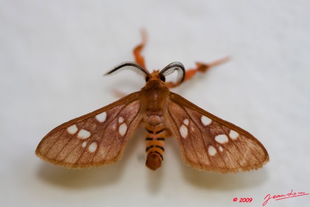 103 Moth Live Arctiidae 9E50IMG_30429wtmk.jpg