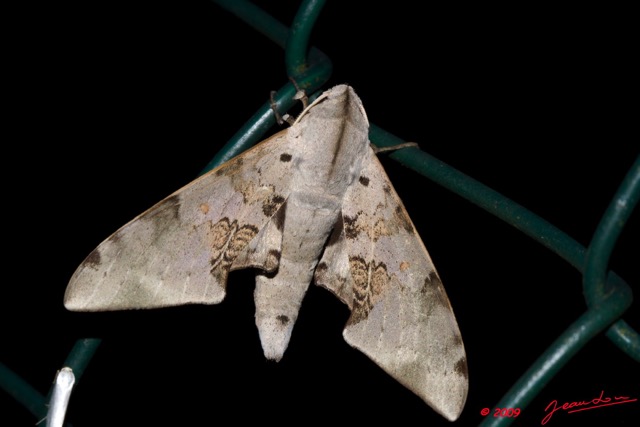 105 Moth Live Sphingiidae 9E50IMG_30548wtmk.jpg