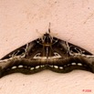 056 Moth Live Dactyloceras lucina 8E2IMG_30091wtmk.jpg