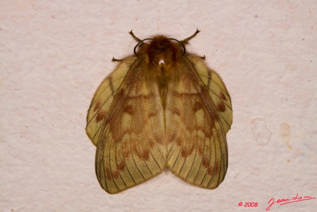058 Moth Live Lasiocampidae 8E50IMG_30173wtmk.jpg