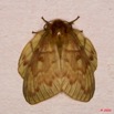 058 Moth Live Lasiocampidae 8E50IMG_30173wtmk.jpg
