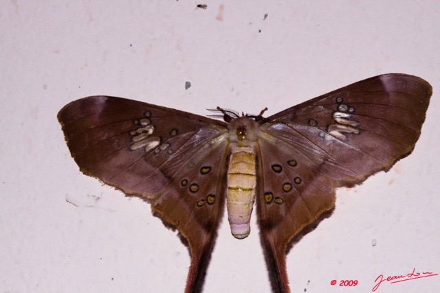 084 Moth Live Eudaemonia Trogophylla 9E50IMG_30690wtmk.jpg