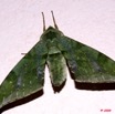086 Moth Live Sphingidae 9E50IMG_30688wtmk.jpg