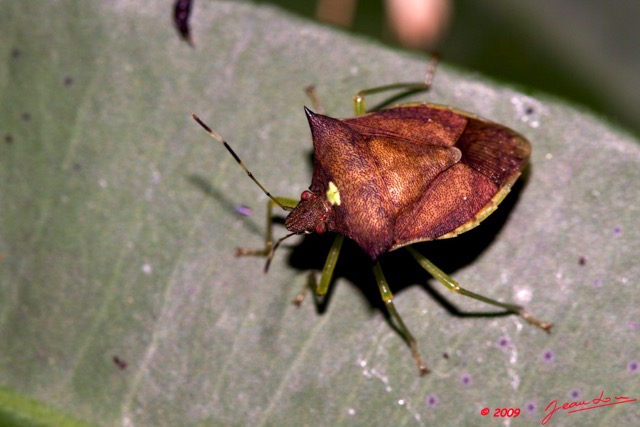 099 Insecte Heteroptere Punaise Gabon 9E50IMG_31151wtmk.jpg