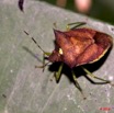 099 Insecte Heteroptere Punaise Gabon 9E50IMG_31151wtmk.jpg