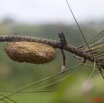 036 Insecte Cocon de Sphingidae 9E5K2IMG_55197wtmk.jpg