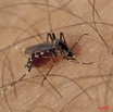 081 Insecte Diptere Live Moustique Piquant 9E5K2IMG_55829wtmk.jpg