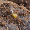 100 Insectes Combat Termite Fourmi 10E5K2IMG_58589wtmk.jpg
