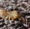 102 Insectes Combat Termite Fourmi 10E5K2IMG_58607wtmk.jpg