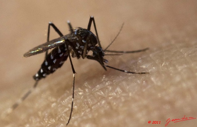 083 Insecte Diptere Moustique Aedes albopictus 11E5K2IMG_66378wtmk.jpg