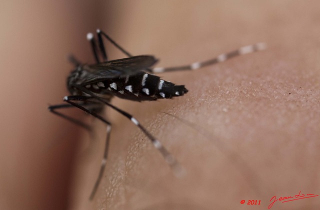 086 Insecte Diptere Moustique Aedes albopictus 11E5K2IMG_66237wtmk.jpg