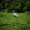 049 Oiseau Heron Bubulcus ibis 8EIMG_3378WTMK.JPG