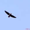 023 KONGOU 2 Fleuve Ivindo Oiseau Perroquet Gris Psittacus erithacus 10E5K2IMG_60500wtmk.jpg