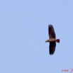 024 KONGOU 2 Fleuve Ivindo Oiseau Perroquet Gris Psittacus erithacus 10E5K2IMG_60502wtmk.jpg