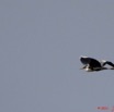 058 AKANDA Oiseau Heron Cendre Ardea cinerea 11E5K2IMG_65466wtmk.jpg