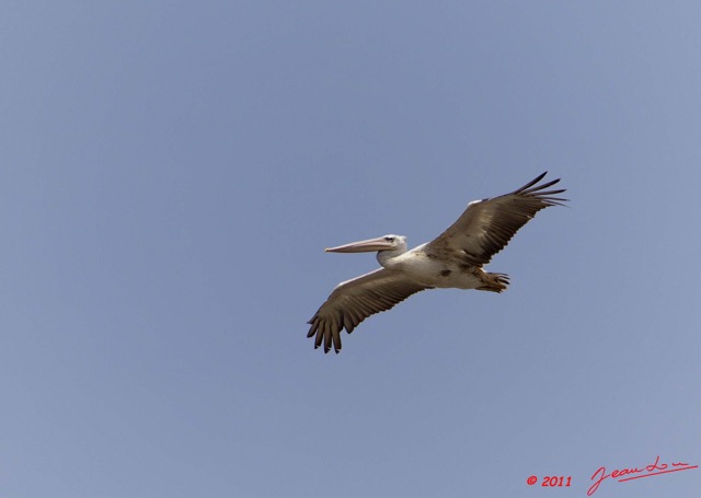 087 AKANDA Moka Oiseau Pelican Pelecanus rufescens en Vol 11E5K2IMG_65781wtmk.jpg