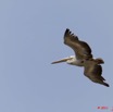 088 AKANDA Moka Oiseau Pelican Pelecanus rufescens en Vol 11E5K2IMG_65784wtmk.jpg