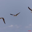 092 AKANDA Moka Oiseaux Bec-en-Ciseau Rynchops flavirostris en Vol 11E5K2IMG_65802wtmk.jpg