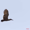 057 PONGARA Lodge Oiseau Ombrette Africaine Scopus umbretta en Vol 11E5K2IMG_68298wtmk.jpg