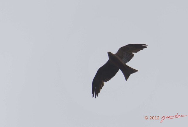 007 SPB 8 Oiseau Rapace Milan Noir Milvus migrans 12E5K2IMG_76344wtmk.jpg