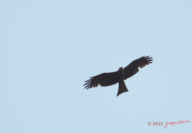 008 SPB 8 Oiseau Rapace Milan Noir Milvus migrans 12E5K2IMG_76345wtmk.jpg