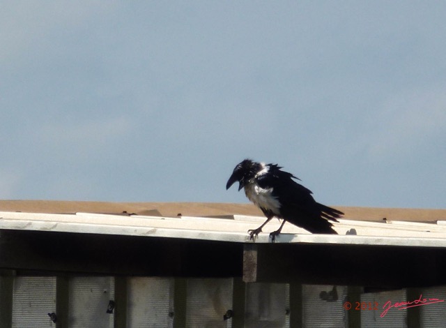 015 Oiseau Corbeau Pie Corvus albus P1030887wtmk.jpg
