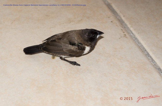 024 Franceville Oiseau Aves Capucin Nonnette Spermestes cucullatus m 15RX103DSC_101028wtmk.jpg