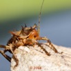 0008 Insecta 09 Orthoptera Ensifera Bradyporidae 18E5K3IMG_180222126358_DxOwtmk.jpg