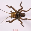 0014 Insecta 08c (FV) Orthoptera Ensifera Bradyporidae 127433 PdCawtmk 150k.jpg