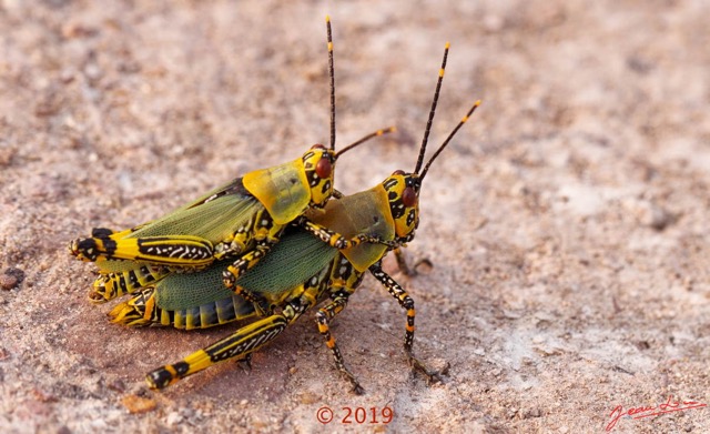 0015 Insecta 013 Orthoptera Pyrgomorphidae Zonocerus variegatus Franceville 18E50DIMG_180722133401_DxOwtmk 150k.jpg