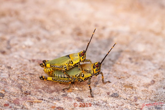0017 Insecta 013 Orthoptera Pyrgomorphidae Zonocerus variegatus Franceville 18E50DIMG_180722133406_DxOwtmk 150k.jpg