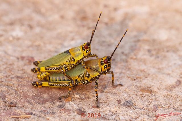 0018 Insecta 013 Orthoptera Pyrgomorphidae Zonocerus variegatus Franceville 18E50DIMG_180722133416_DxOwtmk 150k.jpg