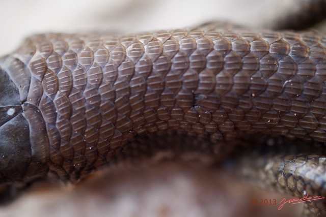 069 Reptilia Squamata Scincidae Trachylepis albilabris f 13E50IMG_32994wtmk.jpg