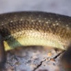 077 Reptilia Squamata Scincidae Trachylepis albilabris f 13E5K3IMG_94557wtmk.jpg