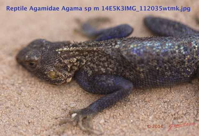 086 Reptilia Squamata Agamidae Agama lebretoni m 14E5K3IMG_112035wtmk.jpg