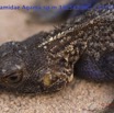 087 Reptilia Squamata Agamidae Agama lebretoni m 14E5K3IMG_112037wtmk.jpg