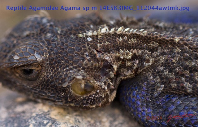 088 Reptilia Squamata Agamidae Agama lebretoni m 14E5K3IMG_112044awtmk.jpg