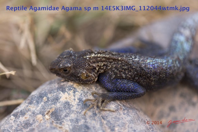 089 Reptilia Squamata Agamidae Agama lebretoni m 14E5K3IMG_112044wtmk.jpg