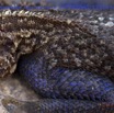 090 Reptilia Squamata Agamidae Agama lebretoni m 14E5K3IMG_112045wtmk.jpg