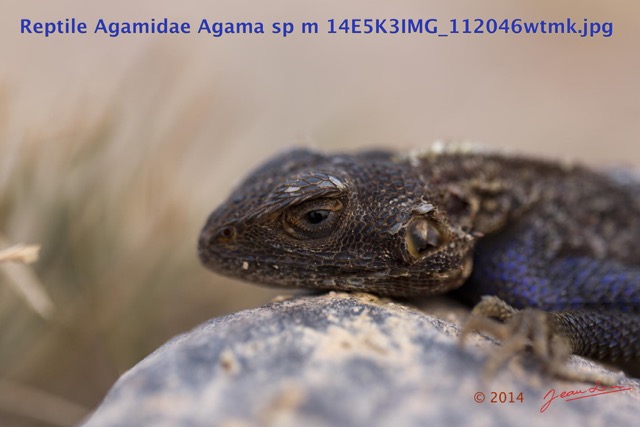 091 Reptilia Squamata Agamidae Agama lebretoni m 14E5K3IMG_112046wtmk.jpg