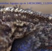 093 Reptilia Squamata Agamidae Agama lebretoni m 14E5K3IMG_112050wtmk.jpg
