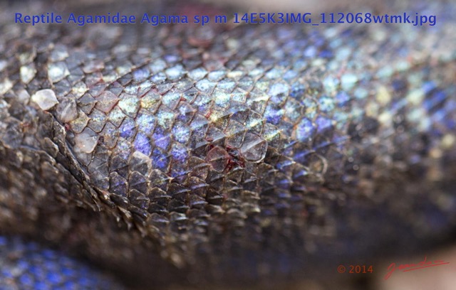 100 Reptilia Squamata Agamidae Agama lebretoni m 14E5K3IMG_112068wtmk.jpg