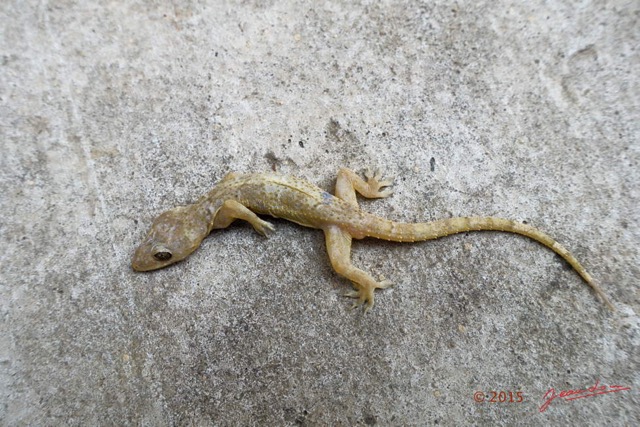 017 Franceville Gekkonidae Hemidactylus sp DSC101959wtmk.jpg