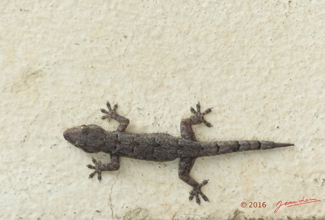018 Reptilia Squamata Gekkonidae Hemidactylus mabouia 16RX103DSC_102865wtmk.jpg