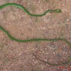 003 Reptilia Squamata Colubridae Serpent 02 Hapsidophrys smaragdina IMG_1539WTMK.JPG