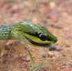 004 Reptilia Squamata Colubridae Serpent 02 Hapsidophrys smaragdina IMG_1545WTMK.JPG